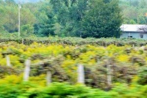 Photo of vineyard in the fast lane!